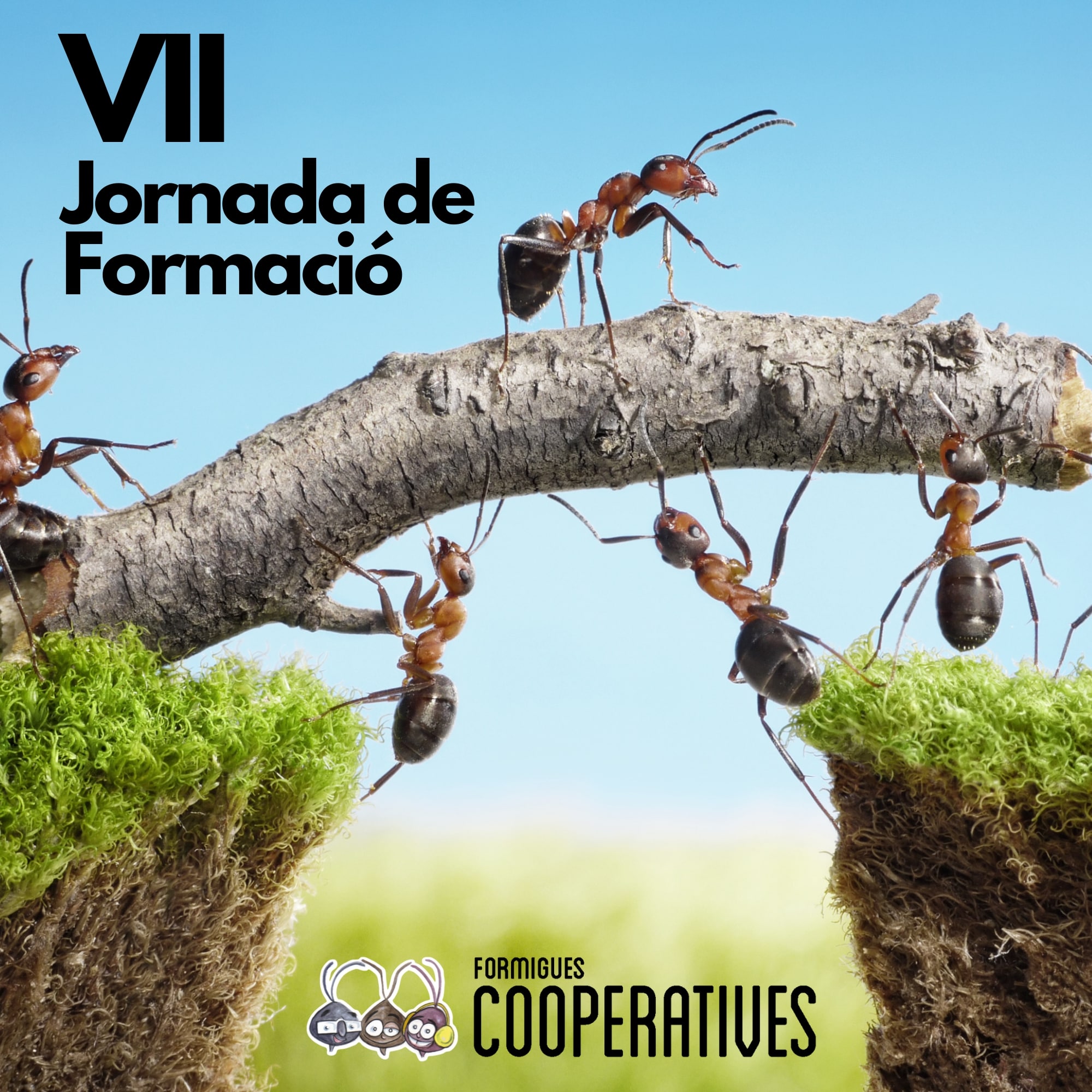 VII JORNADES DE FORMACIÓ. Formigues cooperatives